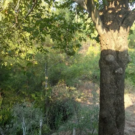 Ali Baba * Koycegiz (Mugla)